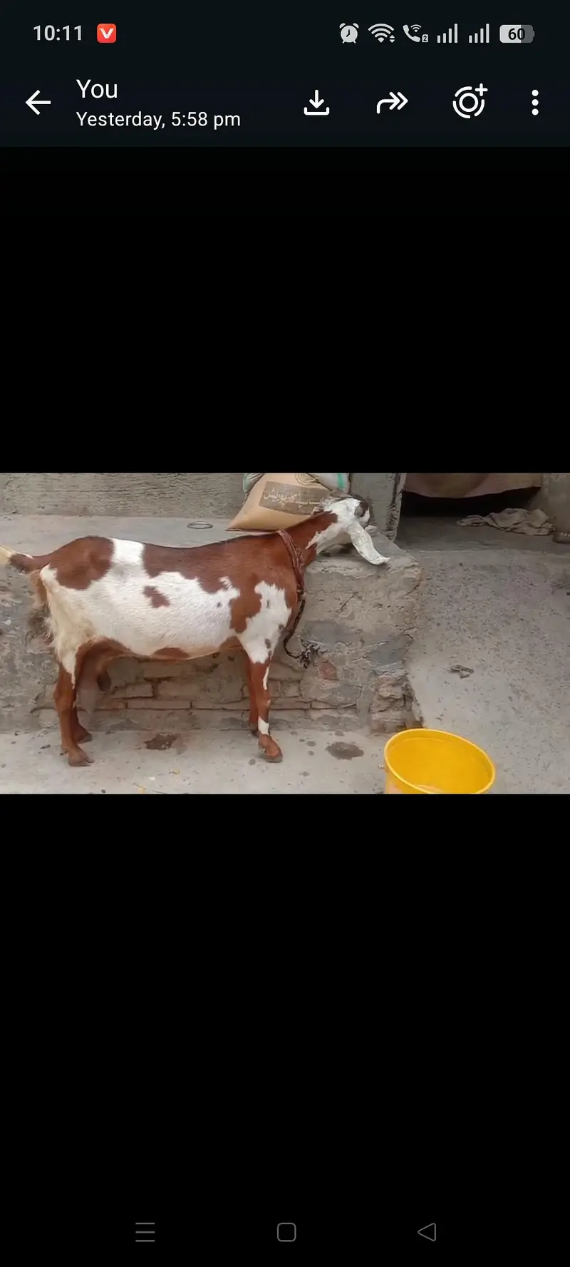 bakri mu sa 8 dant dhoodh 1.5 litter roz k what app num 03236501245 — photo 2