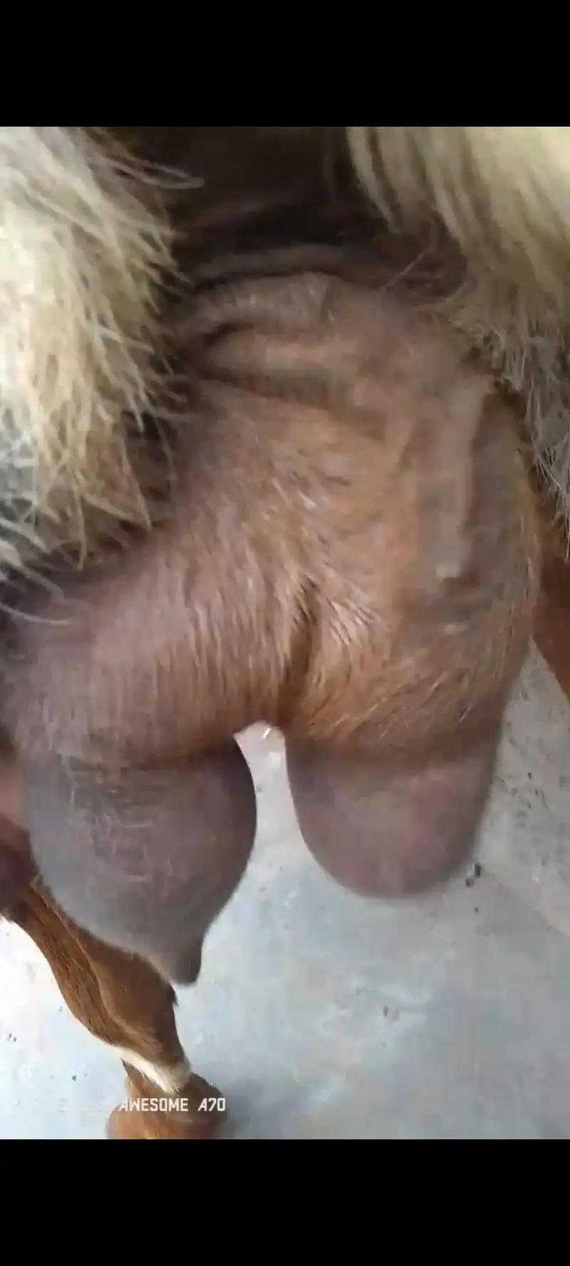 bakri mu sa 8 dant dhoodh 1.5 litter roz k what app num 03236501245 — photo 3