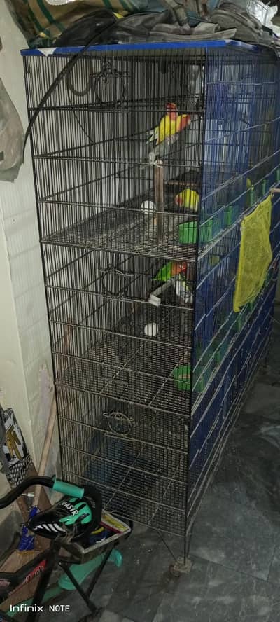 cage or love birds or astralion parrott for sale
