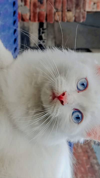 Persian kitten
