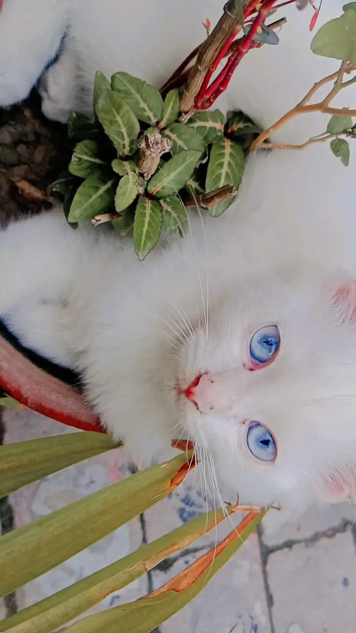 Persian kitten — photo 2