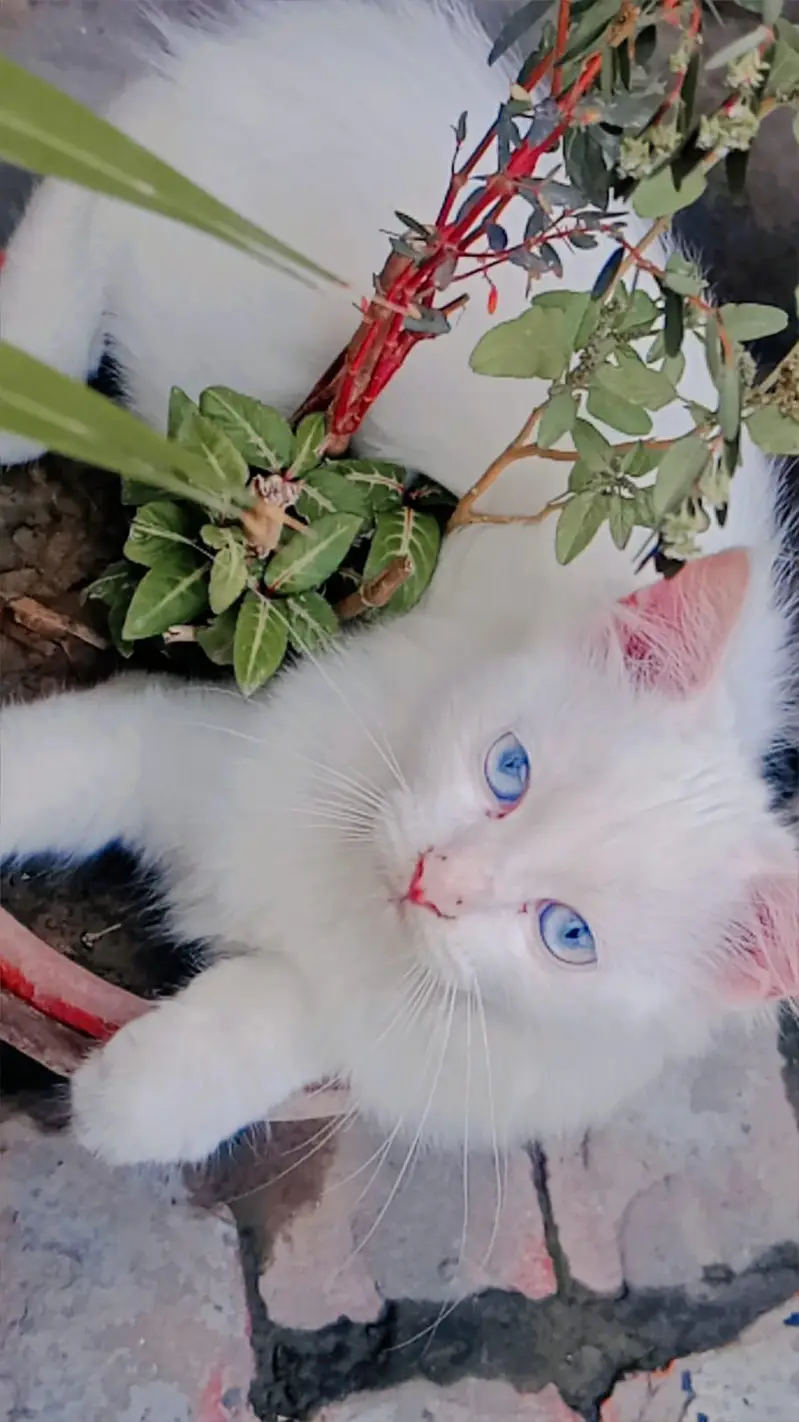 Persian kitten — photo 3