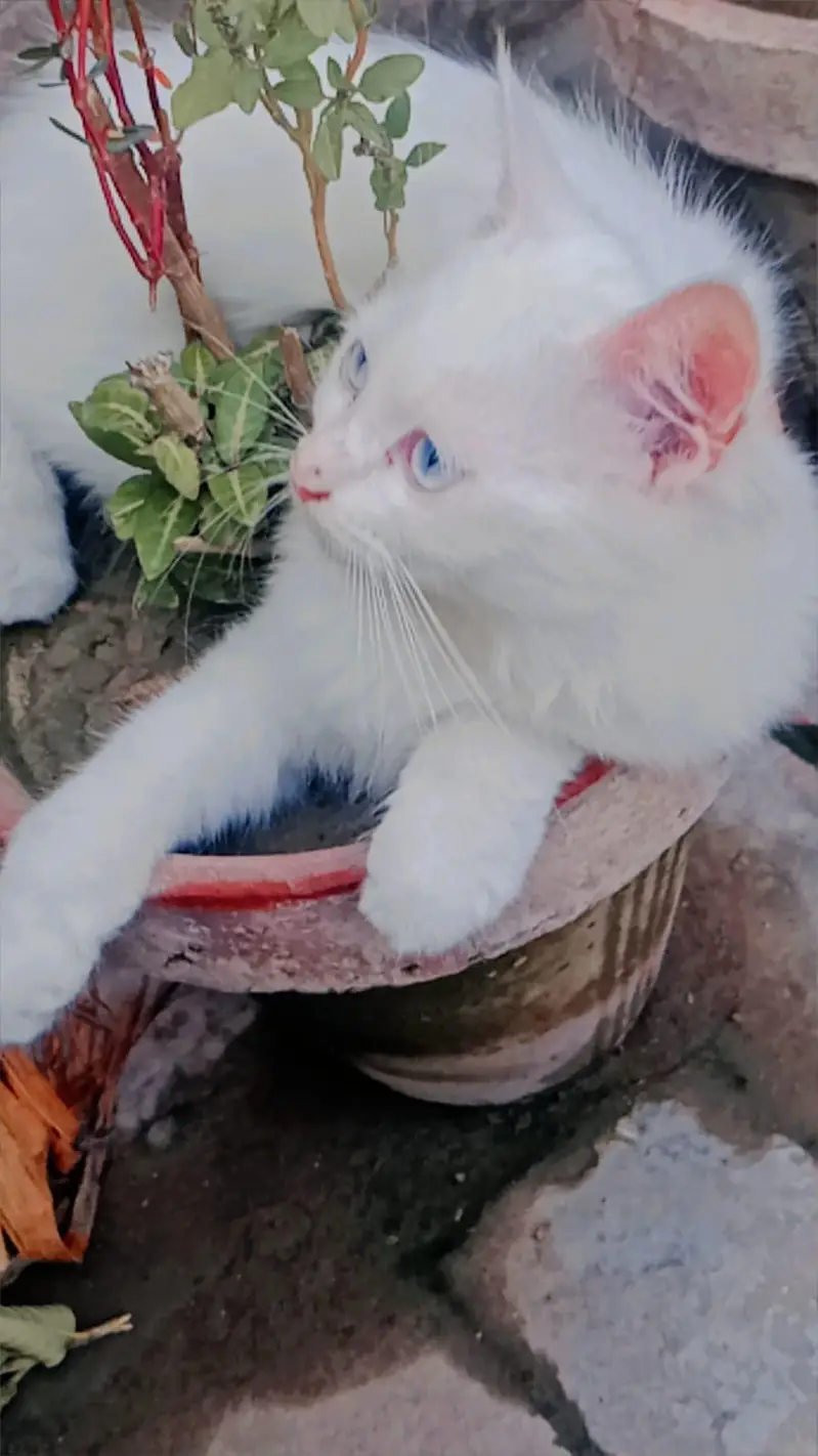 Persian kitten — photo 4