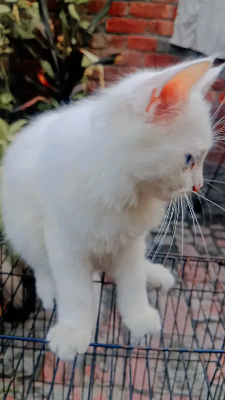 Persian kitten — photo 5