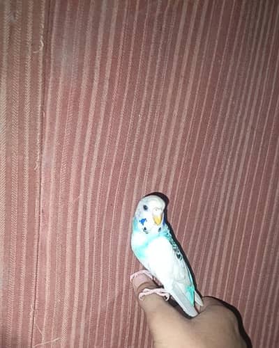 Australian Parrot/parrat Hand tame Female price kam ho jaya gi read Ad