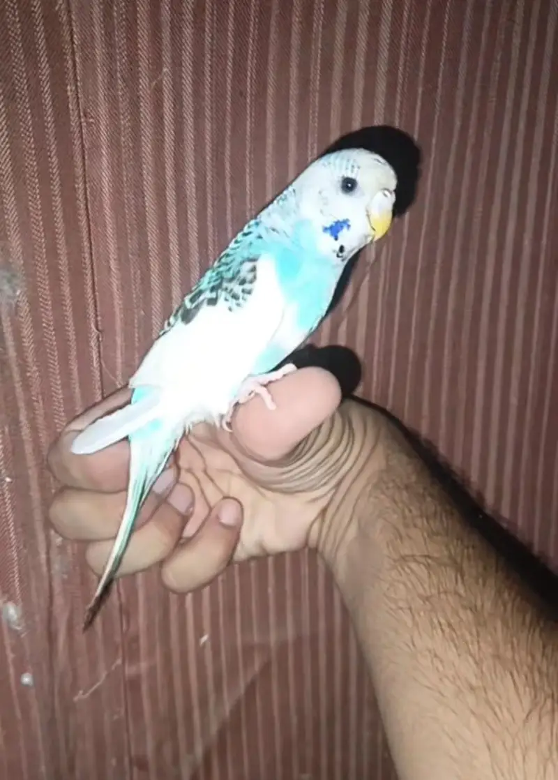 Australian Parrot/parrat Hand tame Female price kam ho jaya gi read Ad — photo 2
