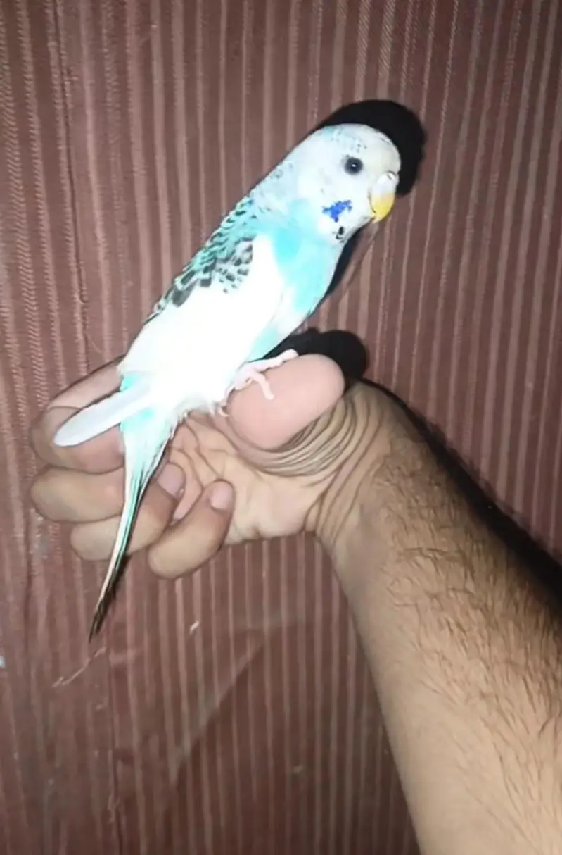 Australian Parrot/parrat Hand tame Female price kam ho jaya gi read Ad — photo 3