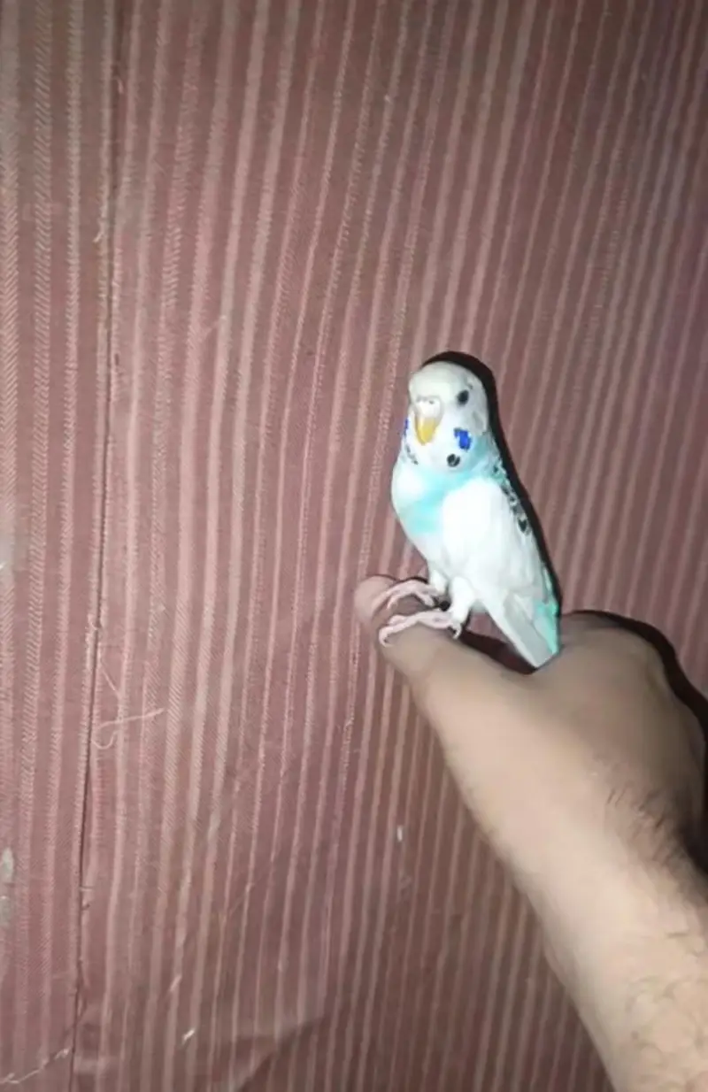 Australian Parrot/parrat Hand tame Female price kam ho jaya gi read Ad — photo 4