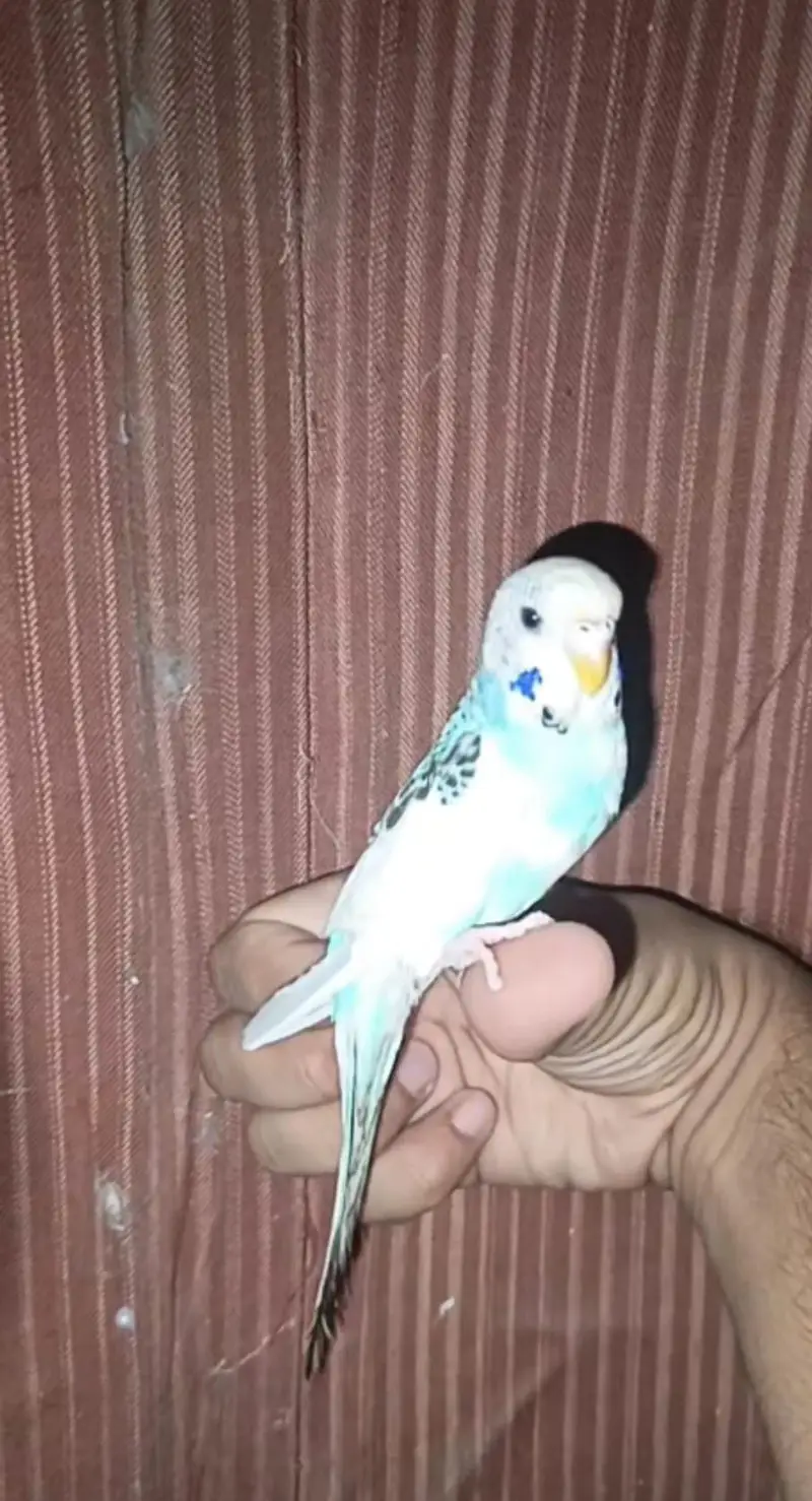 Australian Parrot/parrat Hand tame Female price kam ho jaya gi read Ad — photo 5