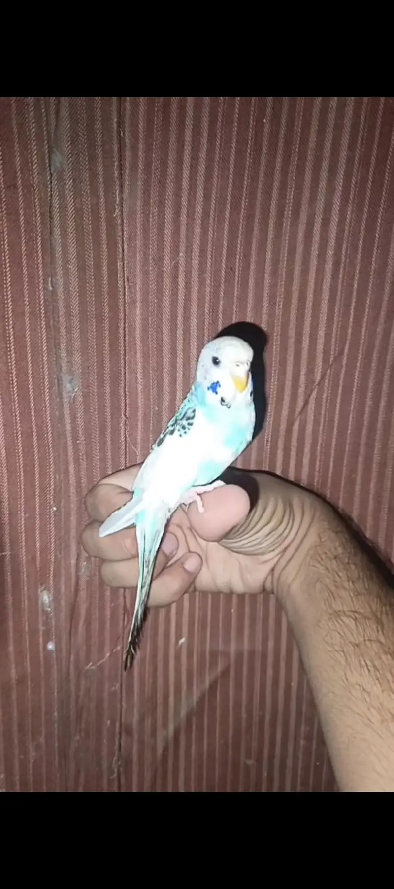 Australian Parrot/parrat Hand tame Female price kam ho jaya gi read Ad — photo 6