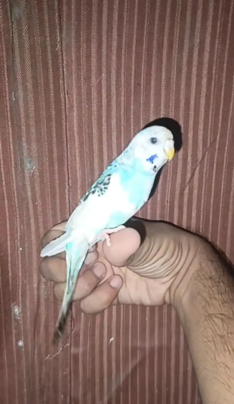 Australian Parrot/parrat Hand tame Female price kam ho jaya gi read Ad — photo 7