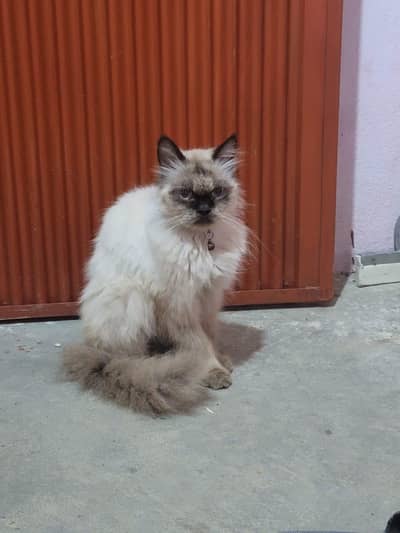cats 