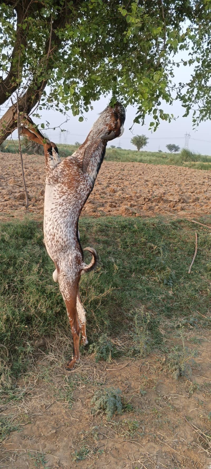 مکھی چینا بکرا فار سیل 0