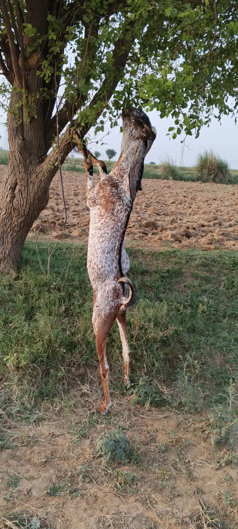 مکھی چینا بکرا فار سیل — photo 2