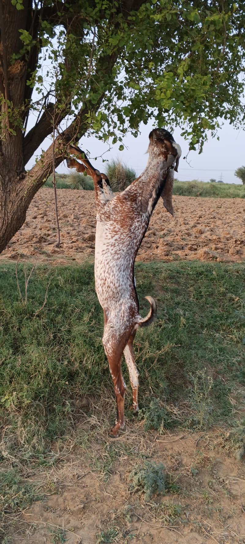 مکھی چینا بکرا فار سیل 2