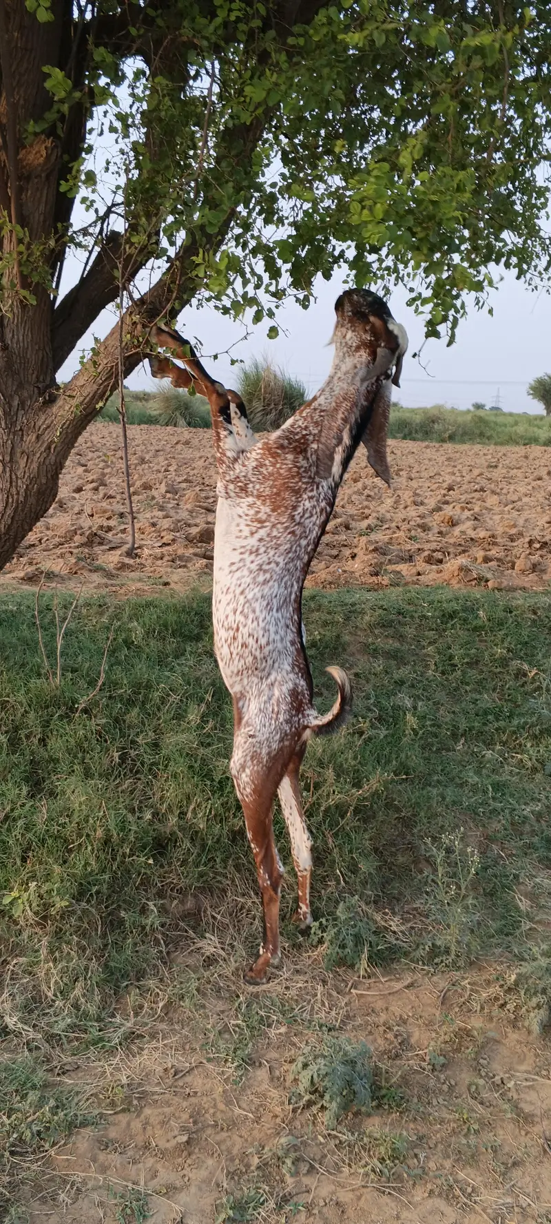 مکھی چینا بکرا فار سیل — photo 3