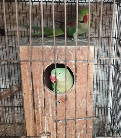 raw parrot breader pair,single male/female ,cage, wood box for sale