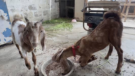 2 bakry for sale male
