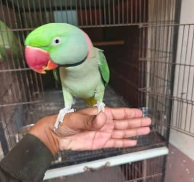 kashmiri raw parrot for sale