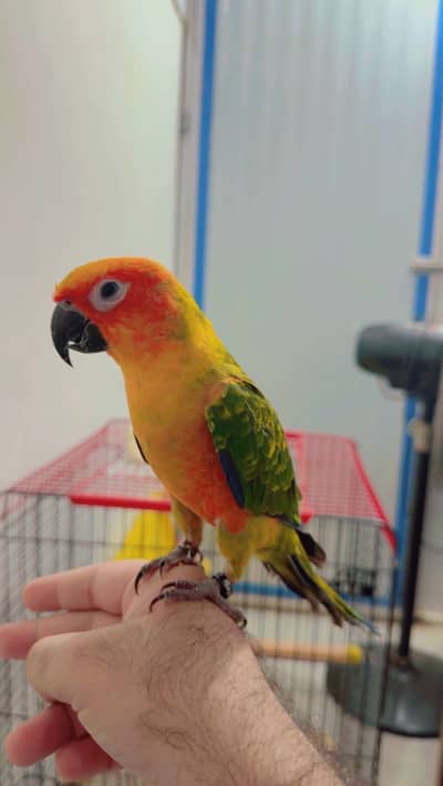 HAND TAME SUNCONURE