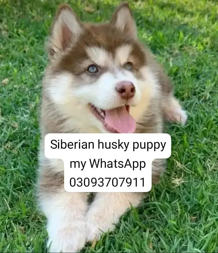Siberian husky puppy my WhatsApp 03093707911 — photo 3