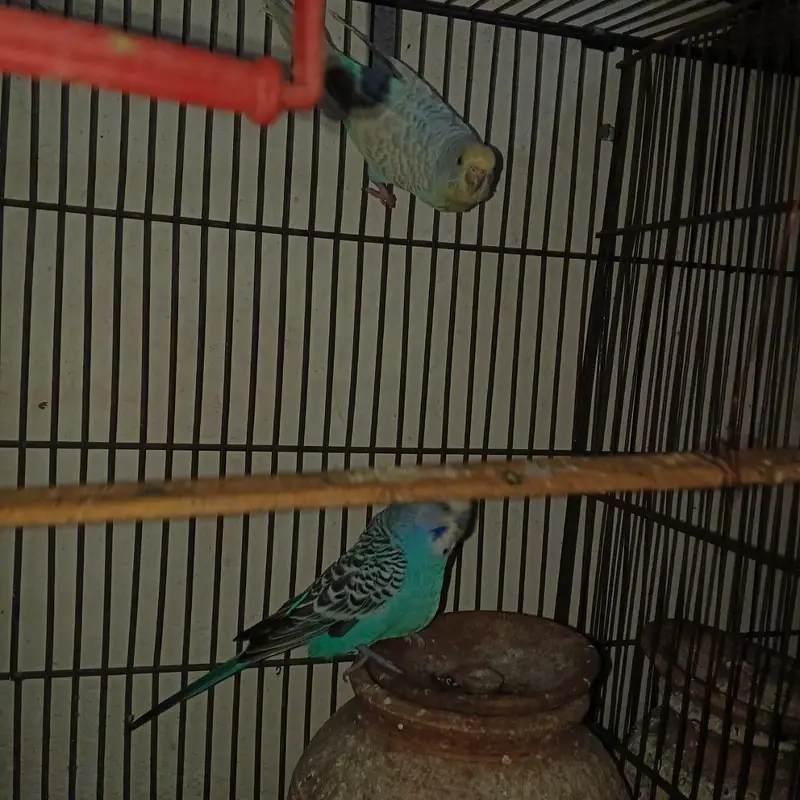 Australian parrots breeders pair — photo 2