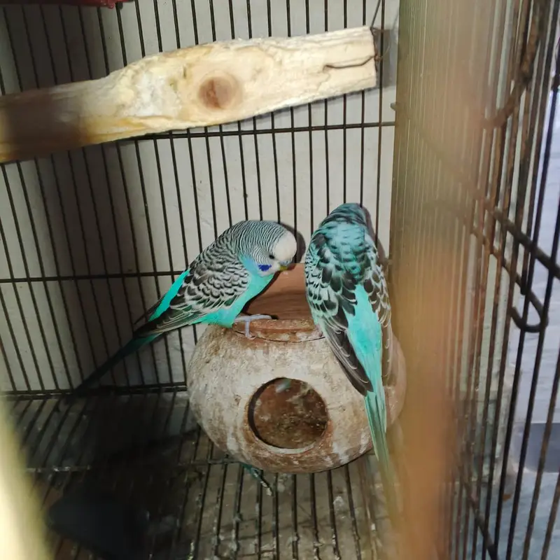 Australian parrots breeders pair — photo 3