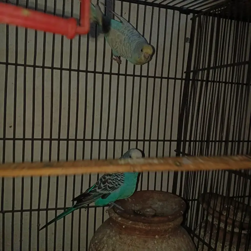 Australian parrots breeders pair — photo 4