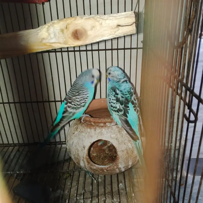 Australian parrots breeders pair — photo 5