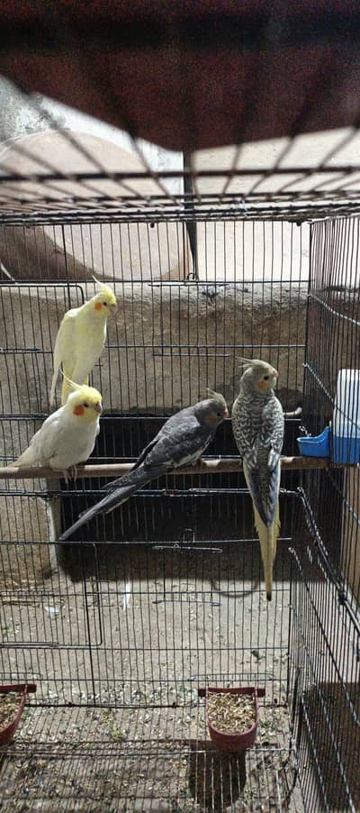 coctail pairs