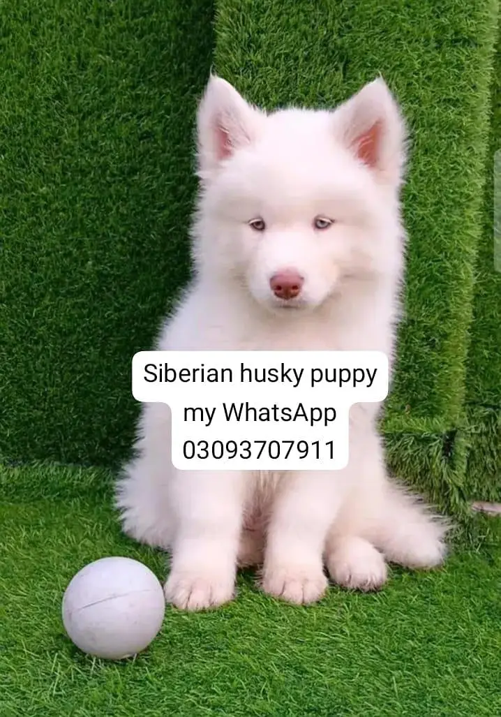 Siberian husky puppy my WhatsApp 03093707911 — photo 3