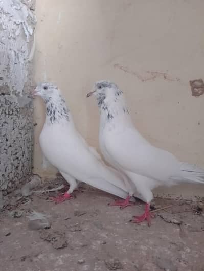 Siyani breed