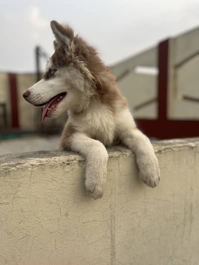 Siberian husky female puppy  blue eyes