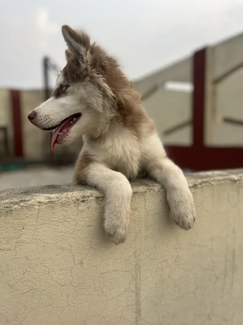 Siberian husky female puppy  blue eyes