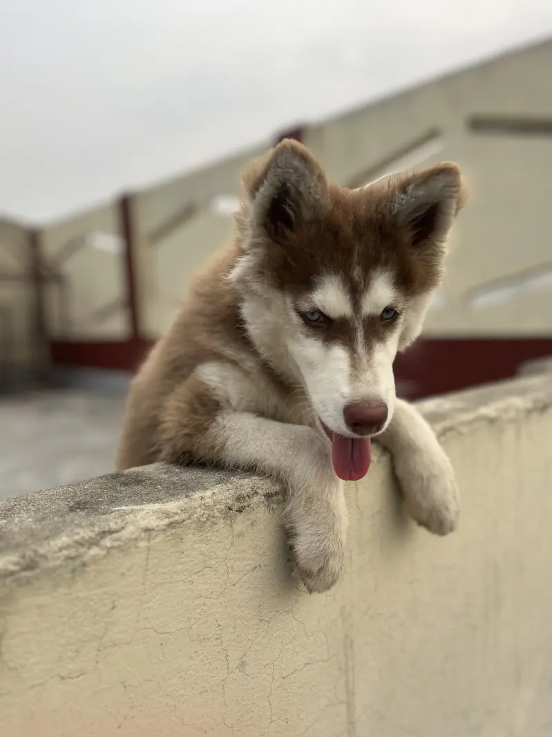 Siberian husky female puppy  blue eyes — photo 2
