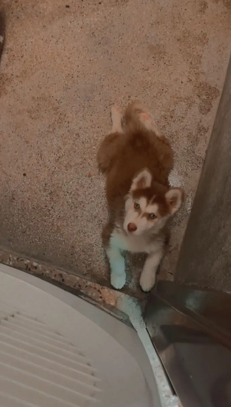 Siberian husky female puppy  blue eyes — photo 3