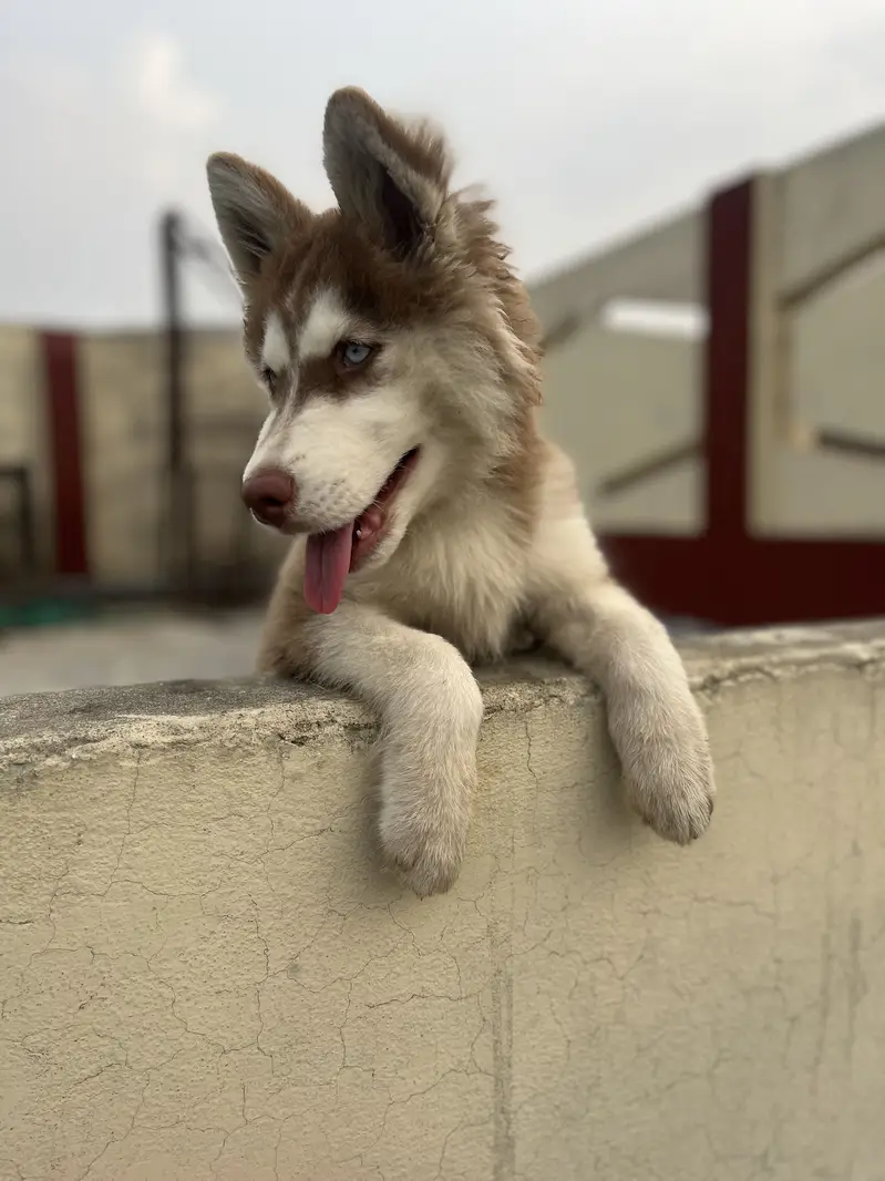 Siberian husky female puppy  blue eyes — photo 4
