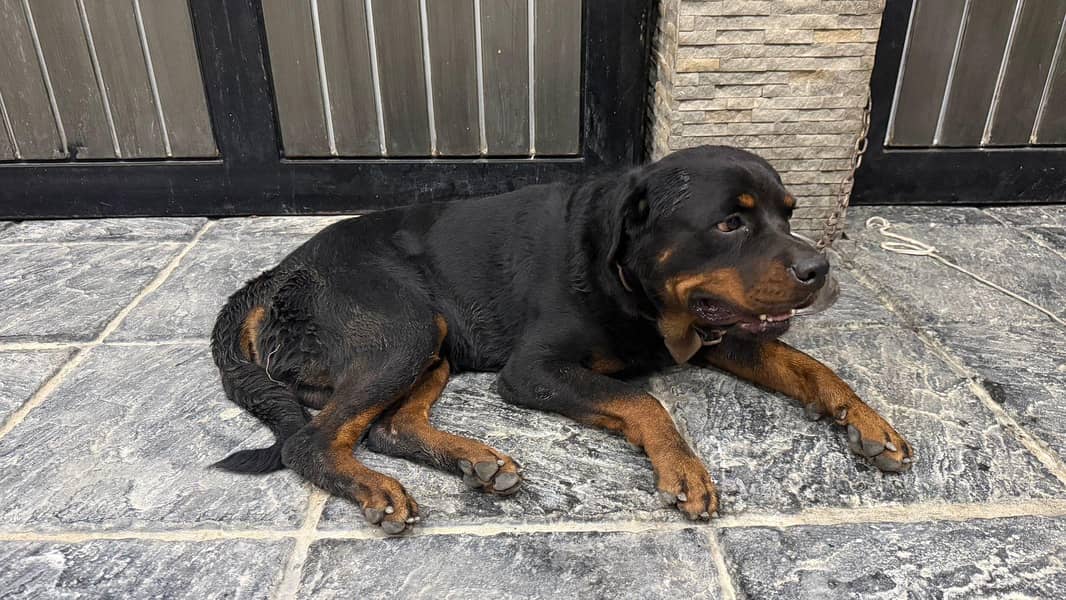 rottweiler 0