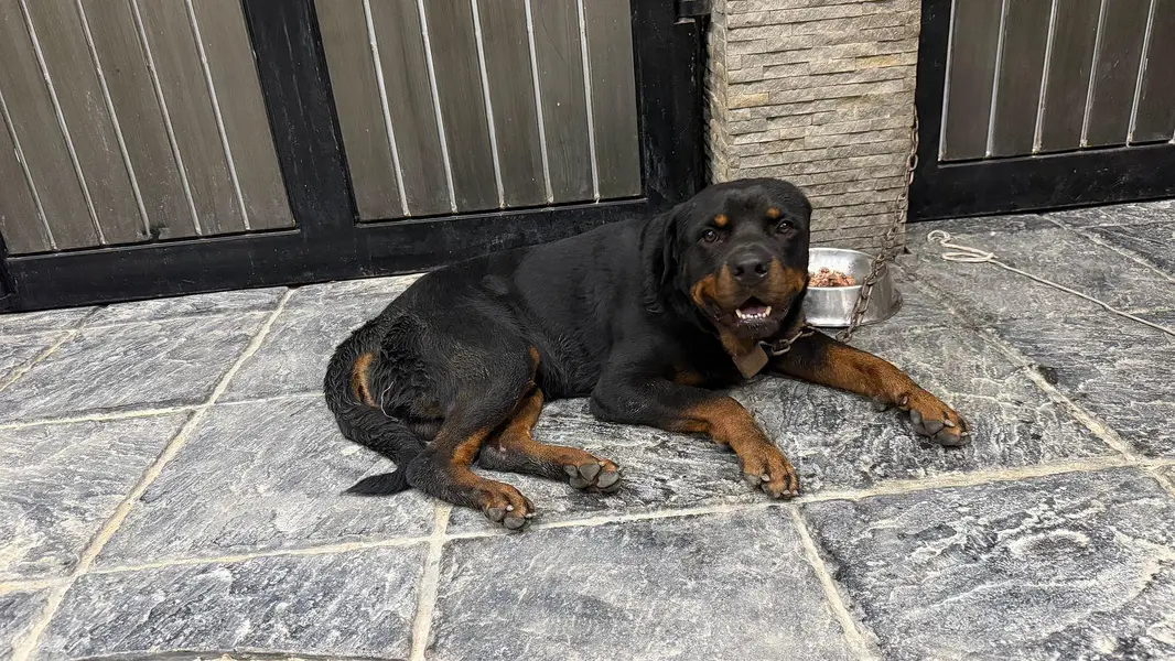 rottweiler — photo 2