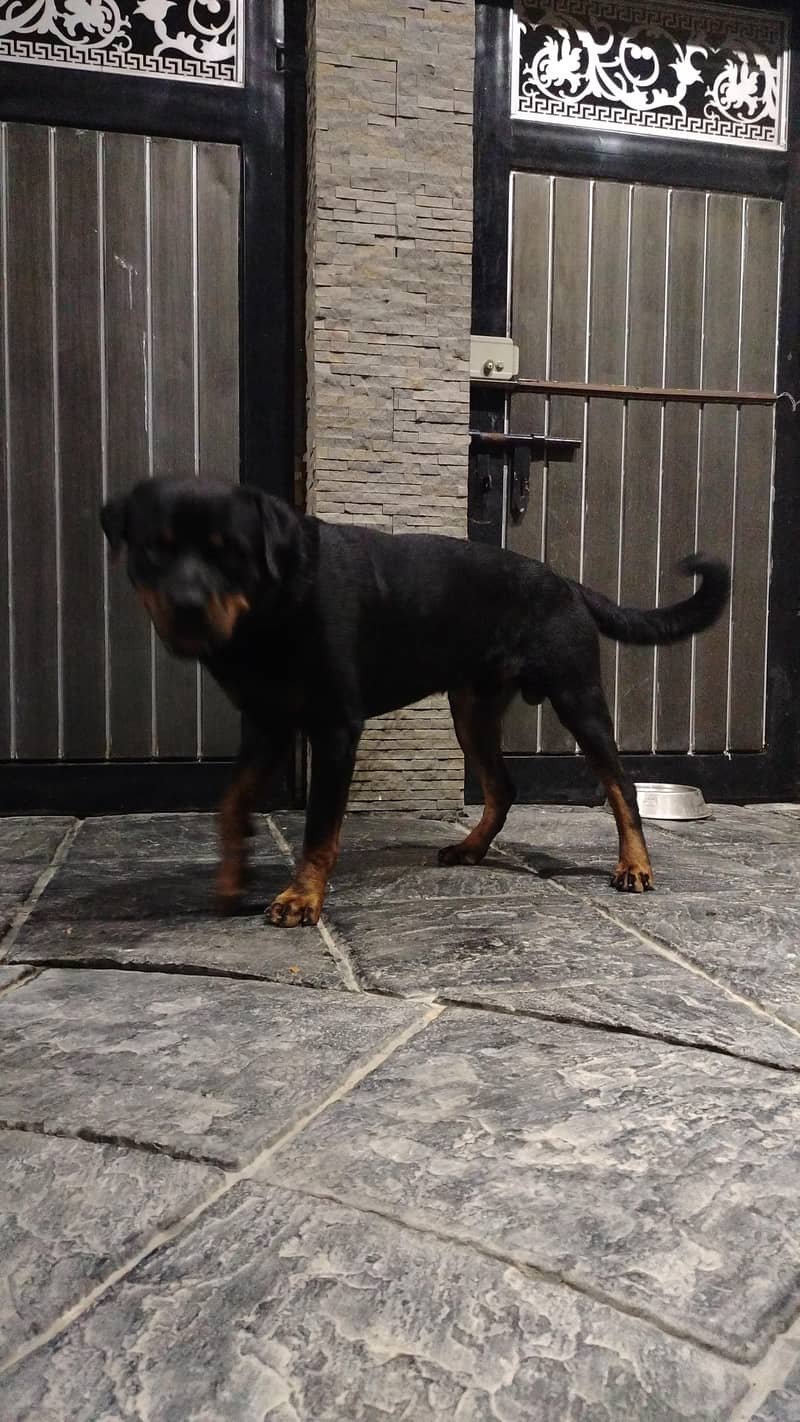 rottweiler 2