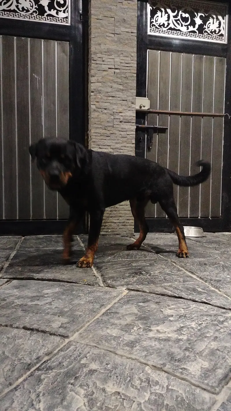 rottweiler — photo 3