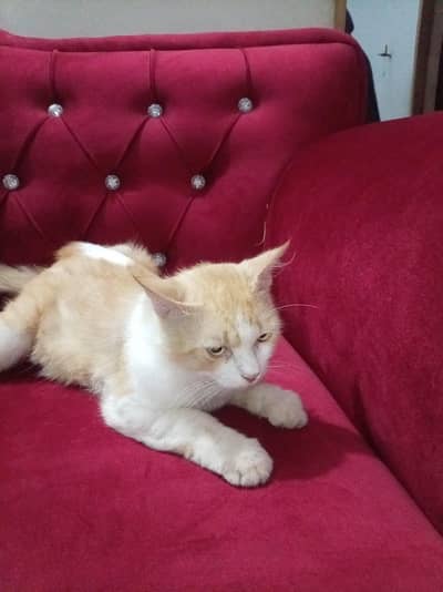 male cat