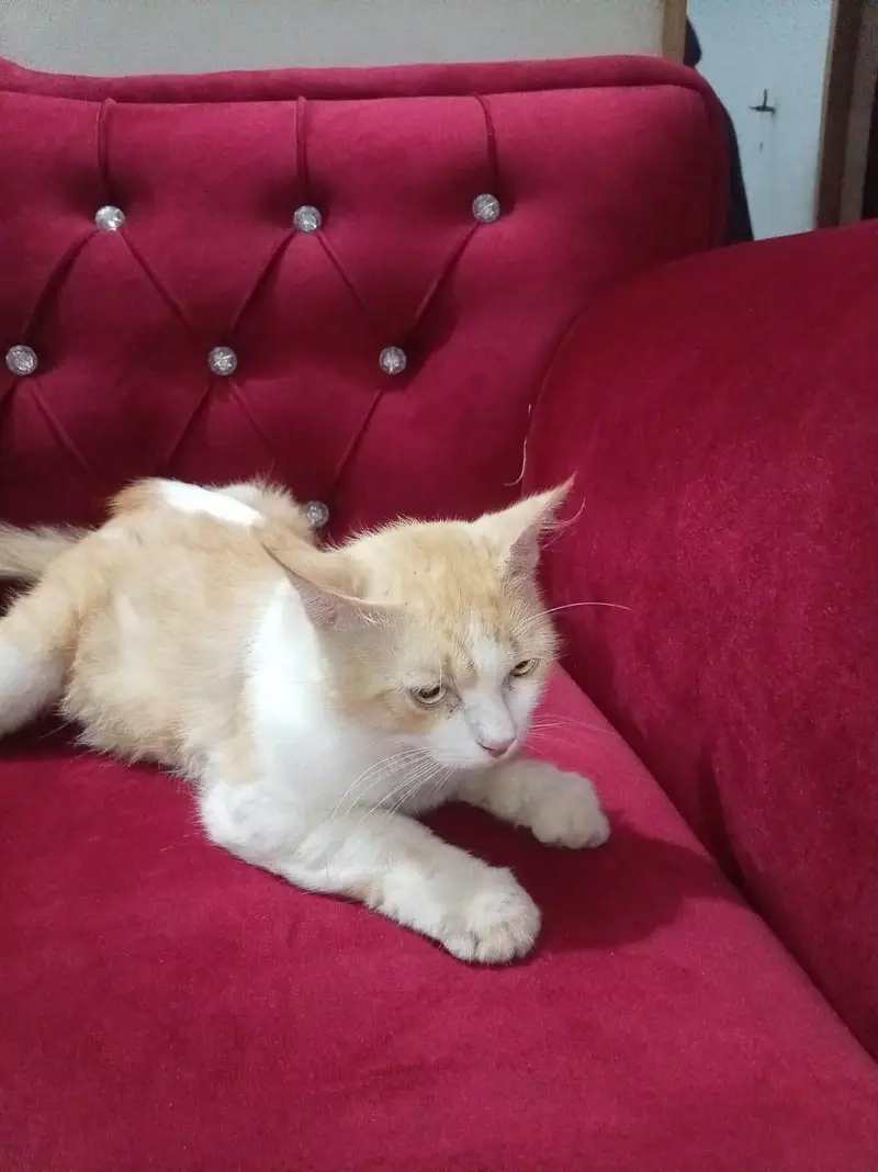 male cat