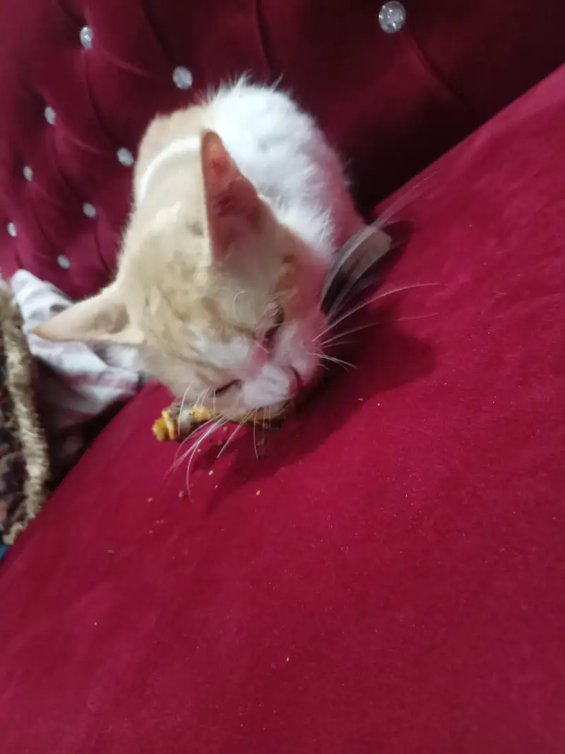 male cat — photo 2
