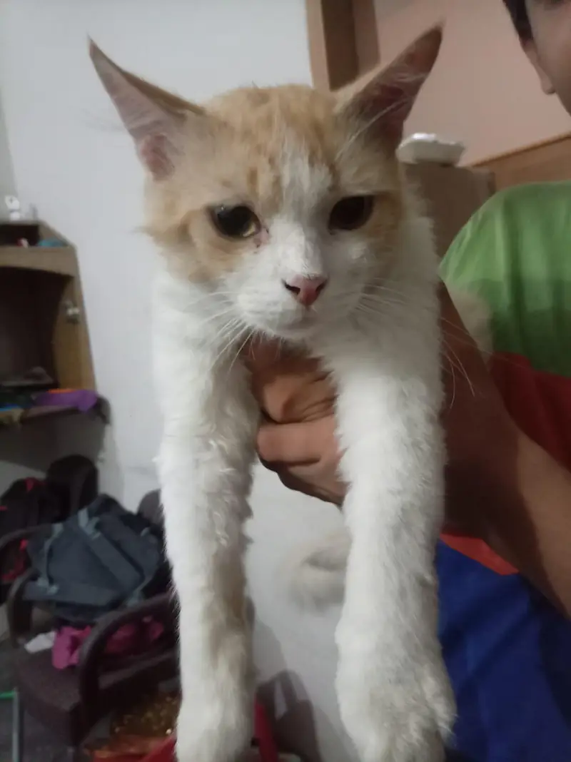 male cat — photo 3