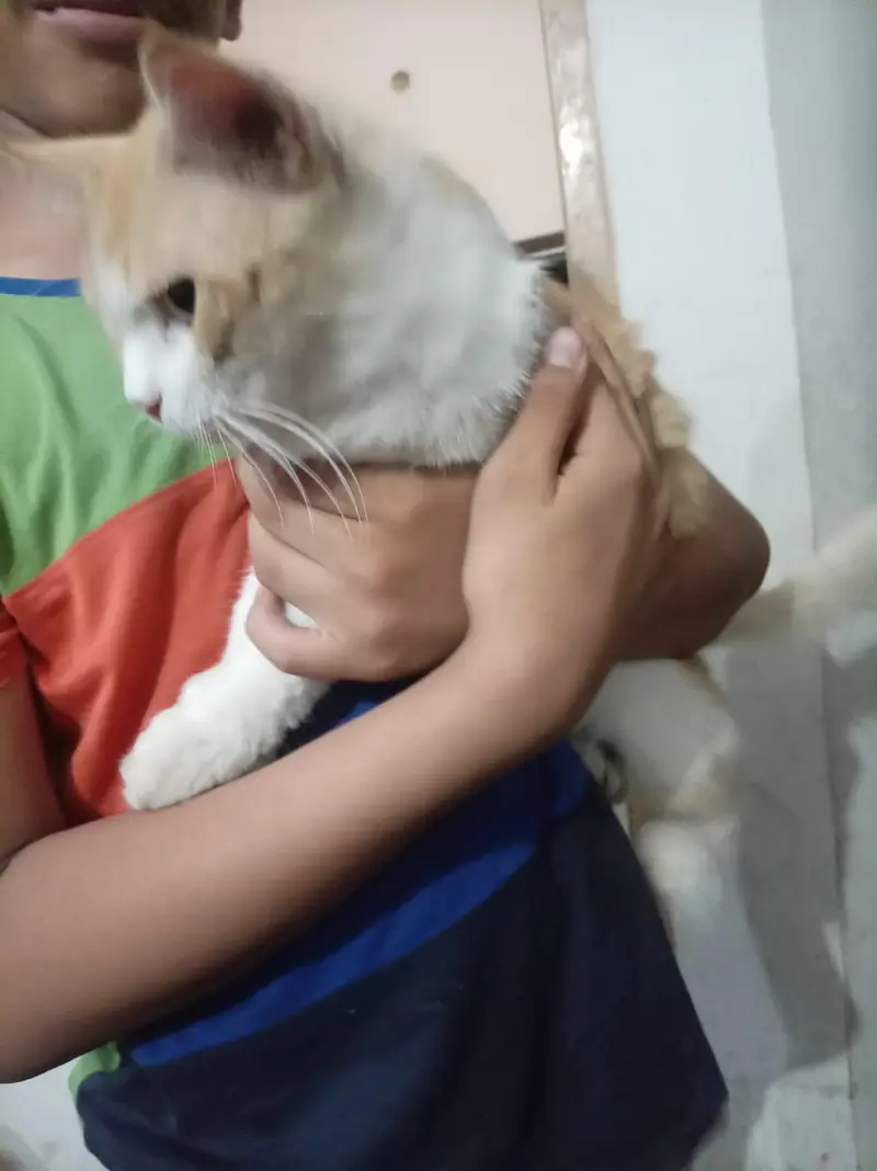male cat — photo 4