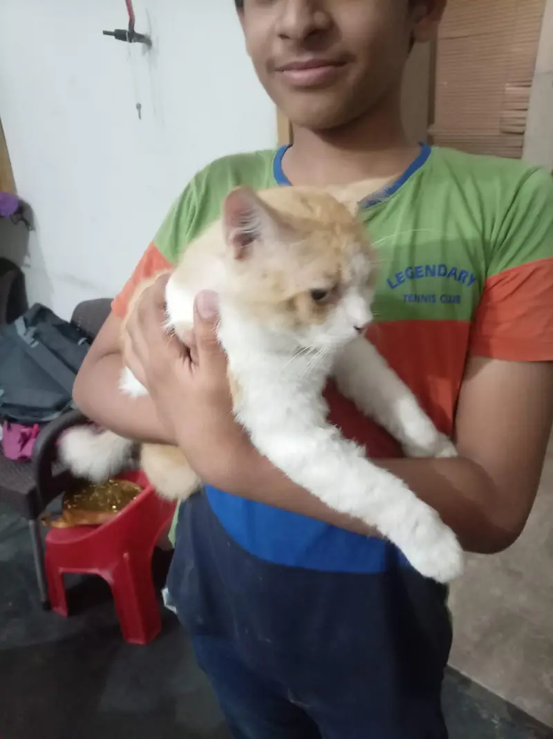 male cat — photo 5