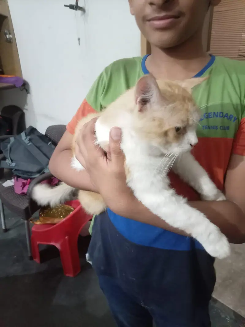 male cat — photo 6