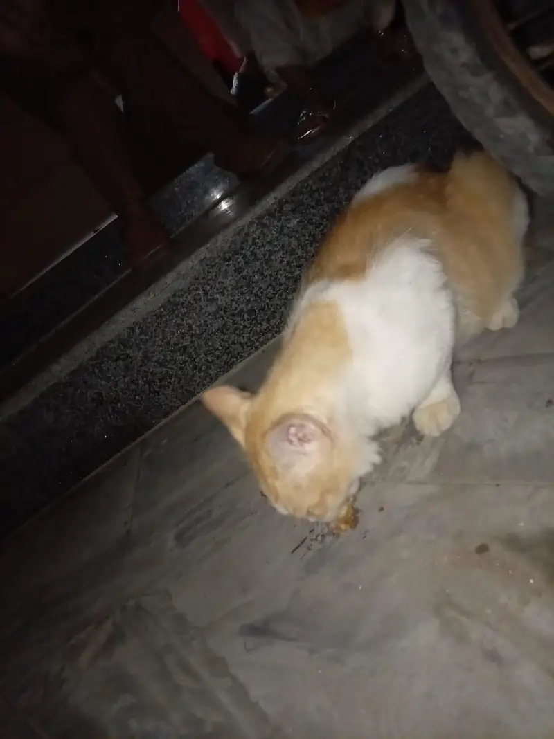 male cat — photo 7