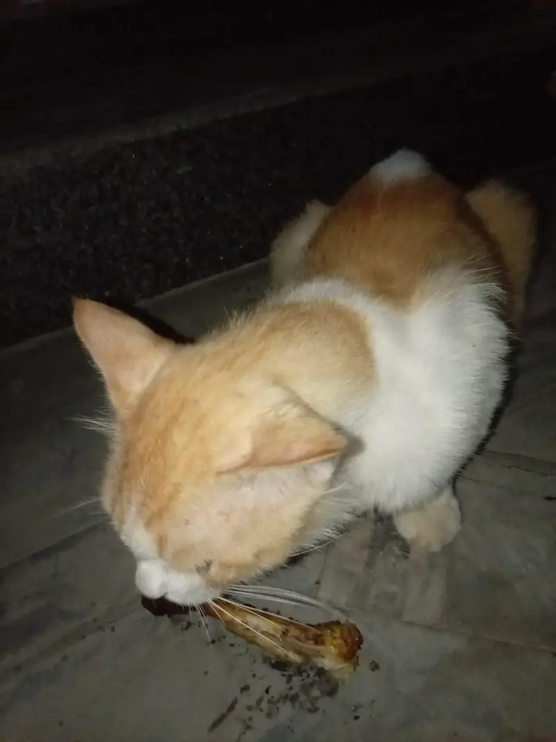 male cat — photo 8